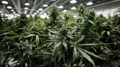 San Francisco : amnisties liées au cannabis