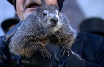 Murmeltier Phil will weiter schlafen