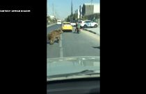 Bär läuft in den Straßen von Basra herum