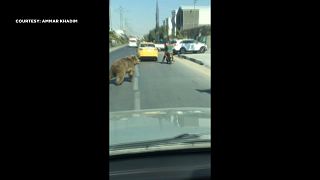 Bär läuft in den Straßen von Basra herum