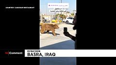 Un oso se pasea por Basora