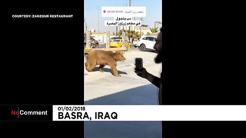 Un oso se pasea por Basora