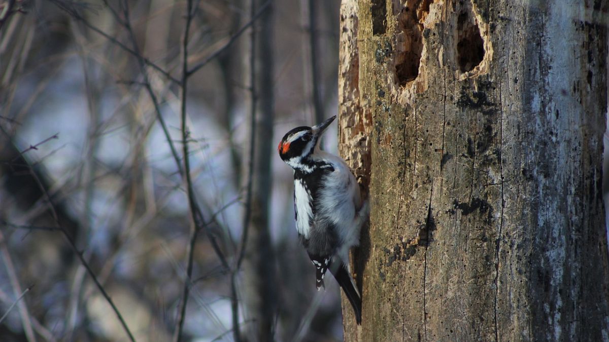 Woodpeckers show signs of brain damage