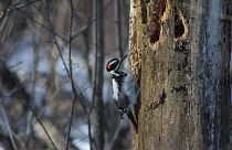 Woodpeckers show signs of brain damage