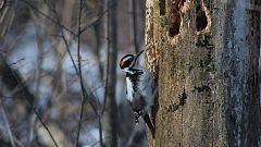Woodpeckers show signs of brain damage