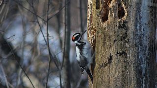 Woodpeckers show signs of brain damage