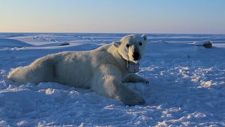 Bear’s eye view: cameras give unique perspective on under-threat polar mammals