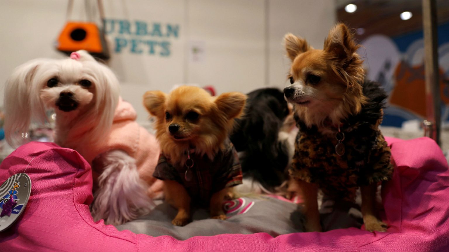 Pets Festival in Lisbon