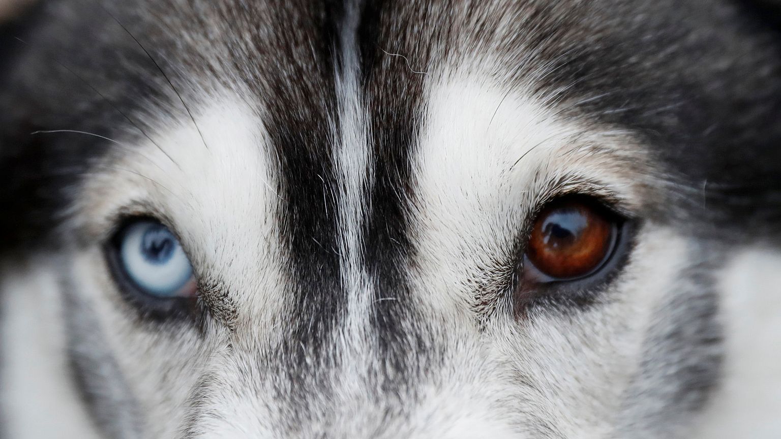 #Tatort #Tollwut: 10 der besten Tweets