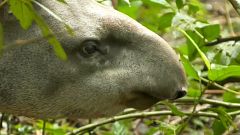 Repovoar as florestas do Rio de Janeiro