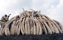 Megölték az elefántcsont-kereskedelem elleni küzdelem élharcosát