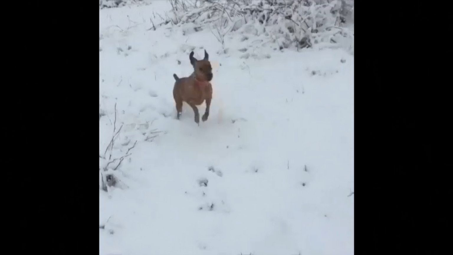 Un frío de perros