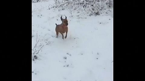 Un frío de perros