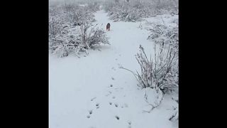 Hundskälte: Madrid im Schnee