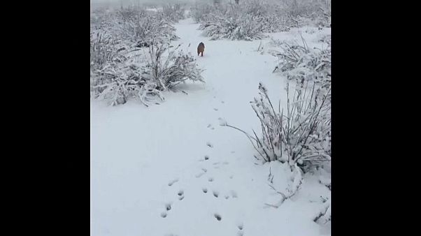 Hundskälte: Madrid im Schnee Hundskälte: Madrid im Schnee