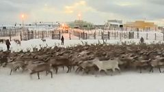 Sami halkı (Laponlar) Uluslararası Sami Günü'nü kutladı