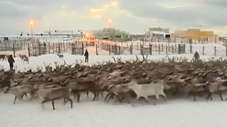 Sami halkı (Laponlar) Uluslararası Sami Günü'nü kutladı