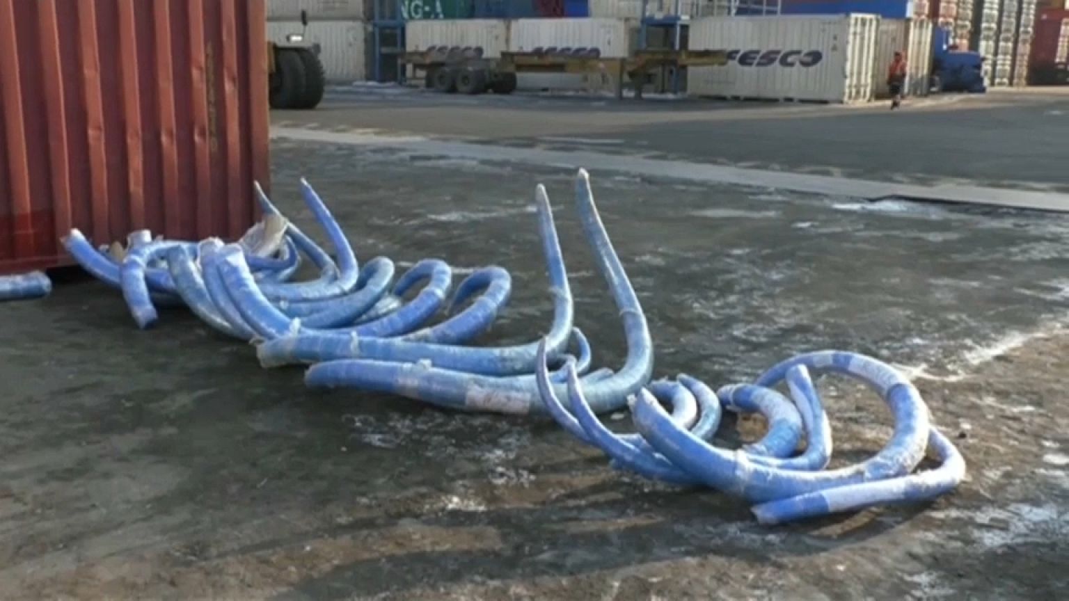 Trafic de défense de mammouths intercepté