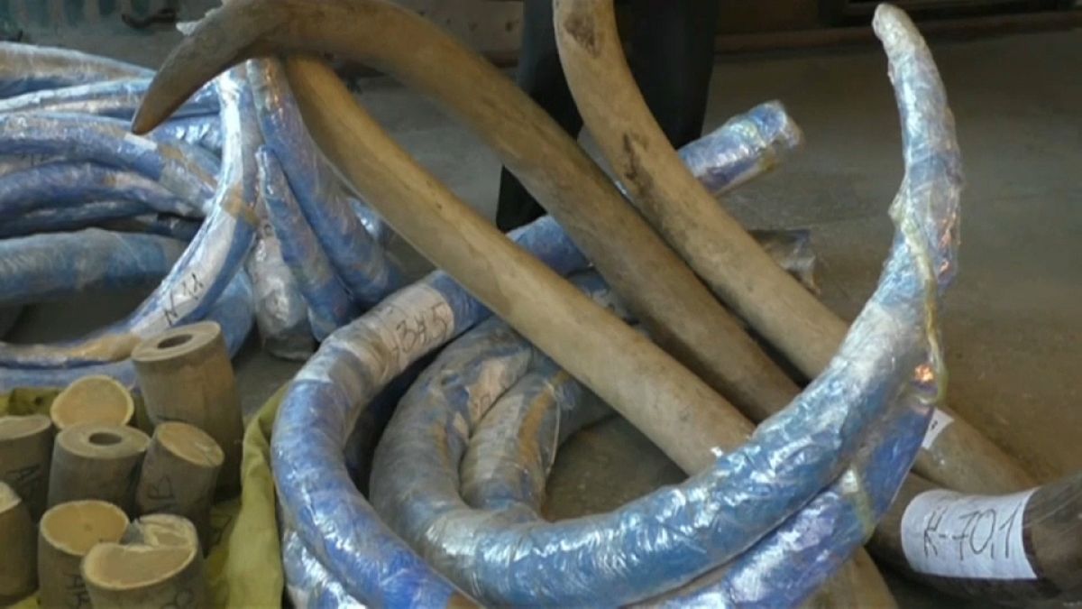 Confiscan en Rusia el mayor alijo de colmillos de mamut
