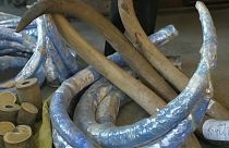 Confiscan en Rusia el mayor alijo de colmillos de mamut
