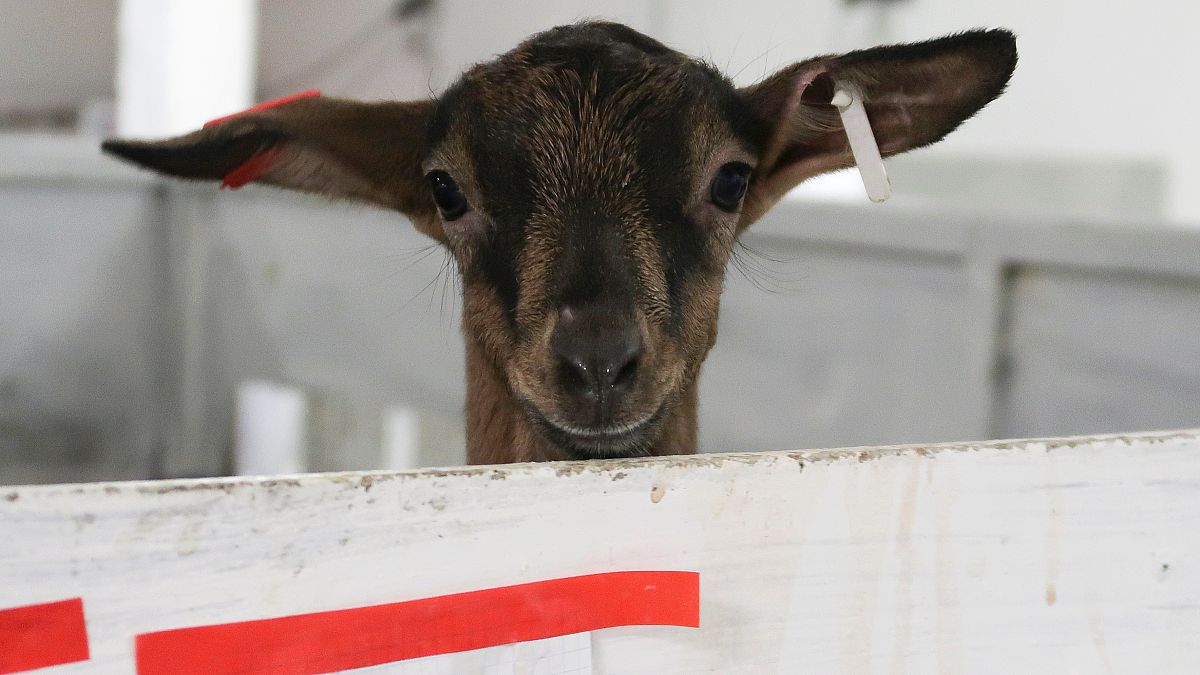 Russian businessmen use French goats to beat sanctions