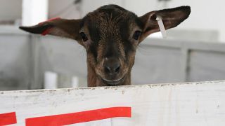Russian businessmen use French goats to beat sanctions