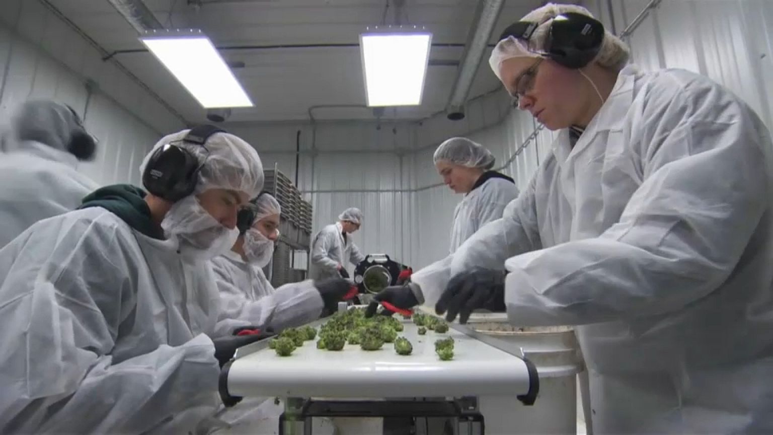 Greece: Government to fast-track plans to legalise medical cannabis production