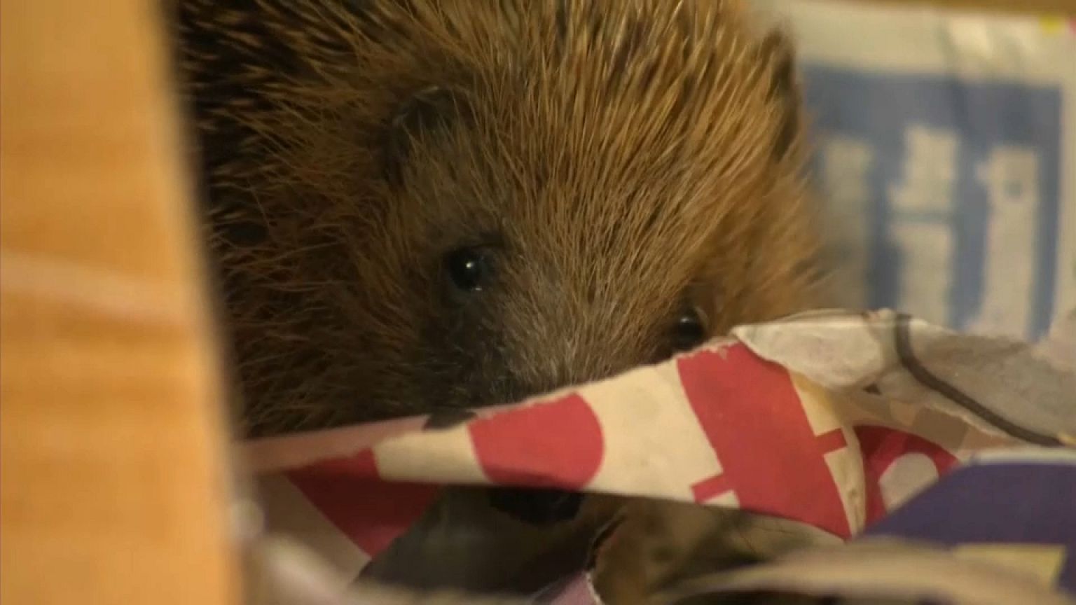 Es liegt nicht am Brexit: Immer weniger Igel