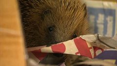 Es liegt nicht am Brexit: Immer weniger Igel