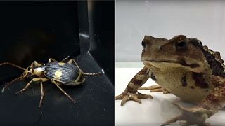 The Great Escape: Exploding beetle battles hungry toad in research experiment