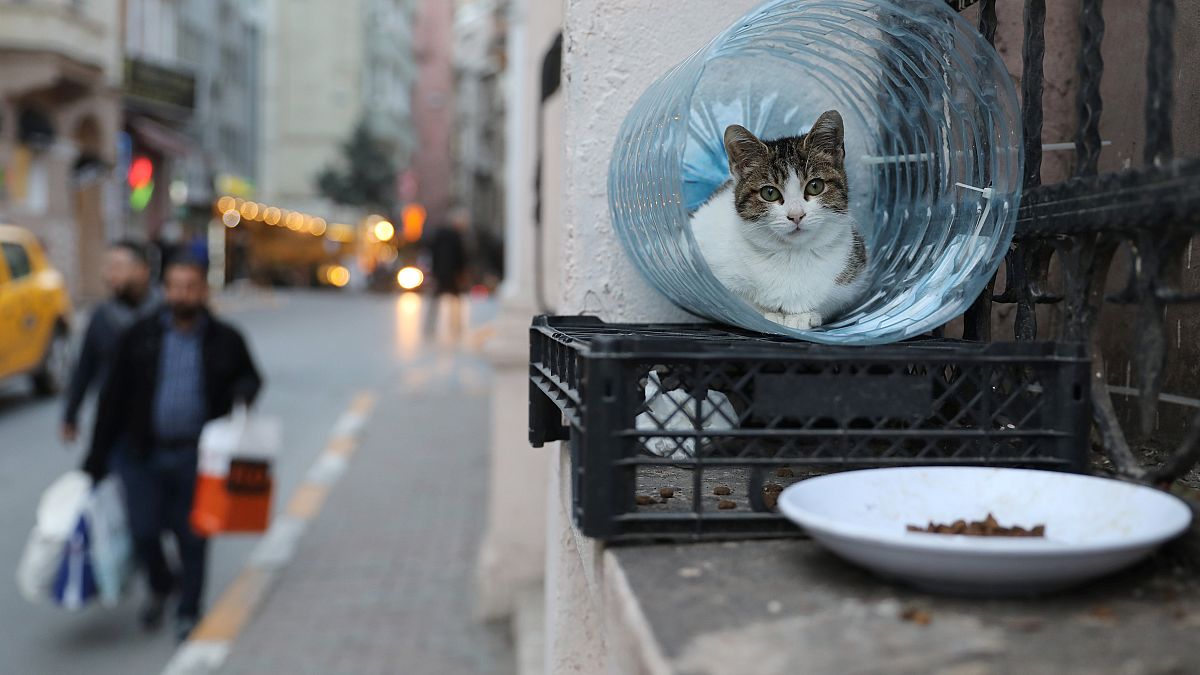 Istanbul: Stadt der Katzen - in 10 Fotos
