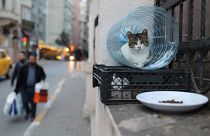 Istanbul: Stadt der Katzen - in 10 Fotos