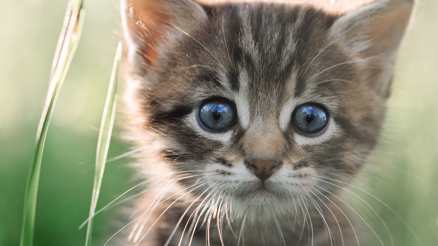 A Bélgica quer castrar (quase) todos os seus gatos