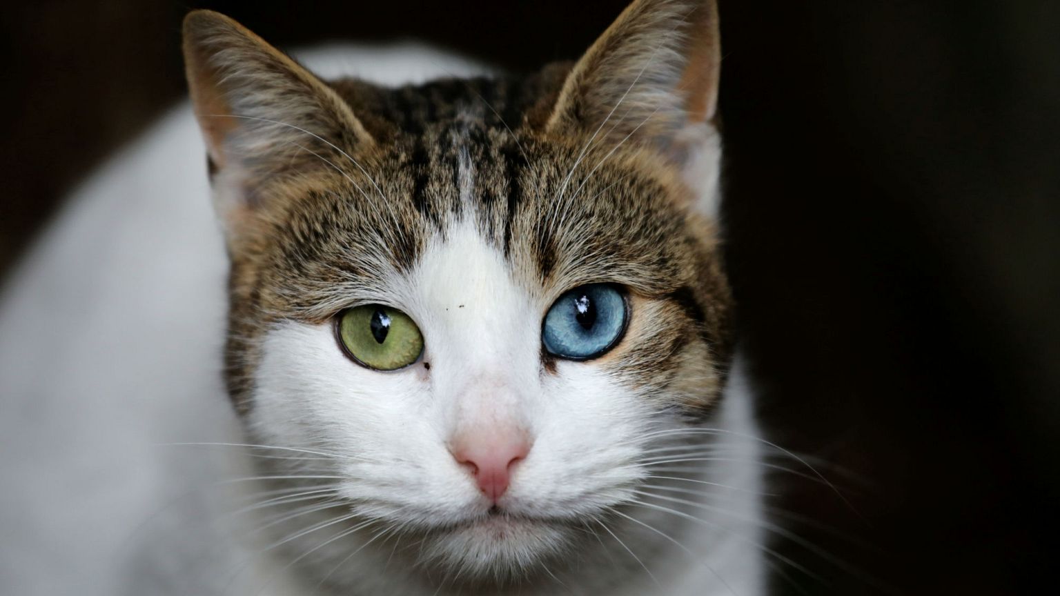 Gatti sterilizzati in Belgio. Ma in Russia va anche peggio