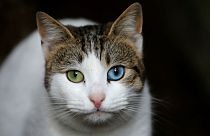 Βέλγιο: Υποχρεωτική στείρωση σε 2 εκατομμύρια γάτες