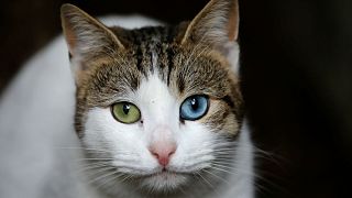 Βέλγιο: Υποχρεωτική στείρωση σε 2 εκατομμύρια γάτες
