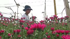 Mão-de-obra venezuelana no negócio das flores