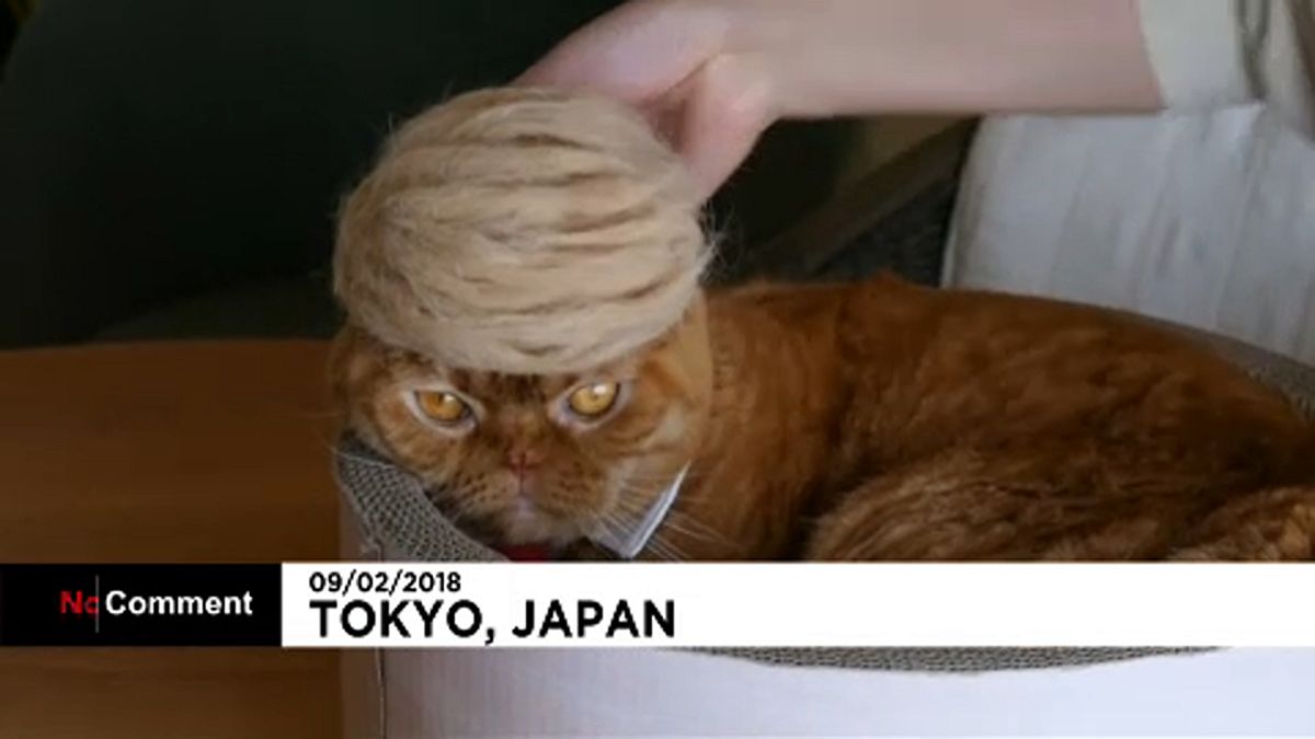 Macskák Donald Trump frizurájával 