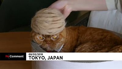 Macskák Donald Trump frizurájával
