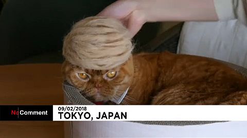 Macskák Donald Trump frizurájával 