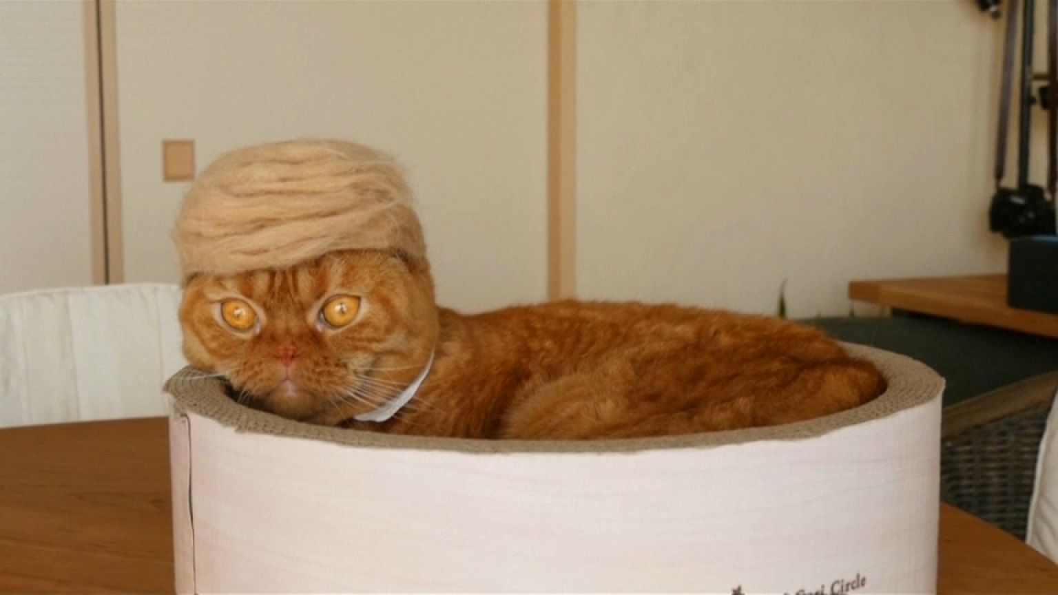 Un sombrero de pelos para los gatos