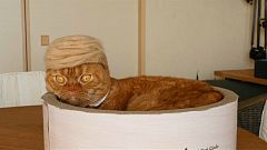 Un sombrero de pelos para los gatos 
