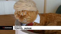 I copricapo per gatti dell'artista Yamazaki