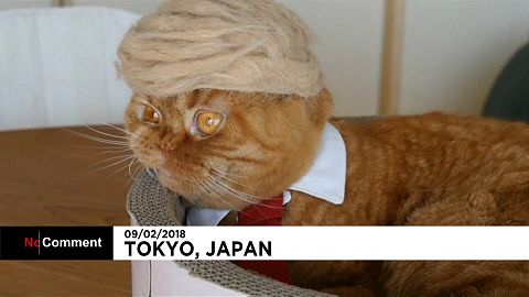 I copricapo per gatti dell'artista Yamazaki