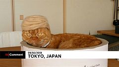 Japon : des perruques pour les chats
