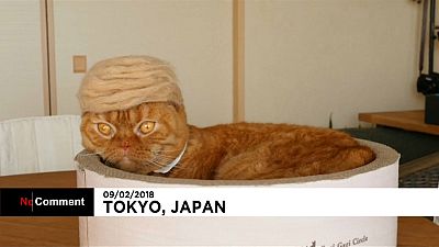 Japon : des perruques pour les chats