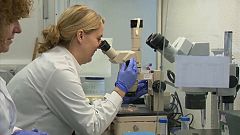 Óvulos humanos desenvolvidos em laboratório