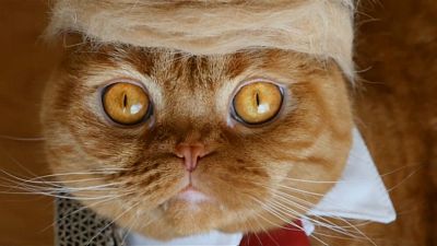 Trumps Tolle aus Katzenhaar