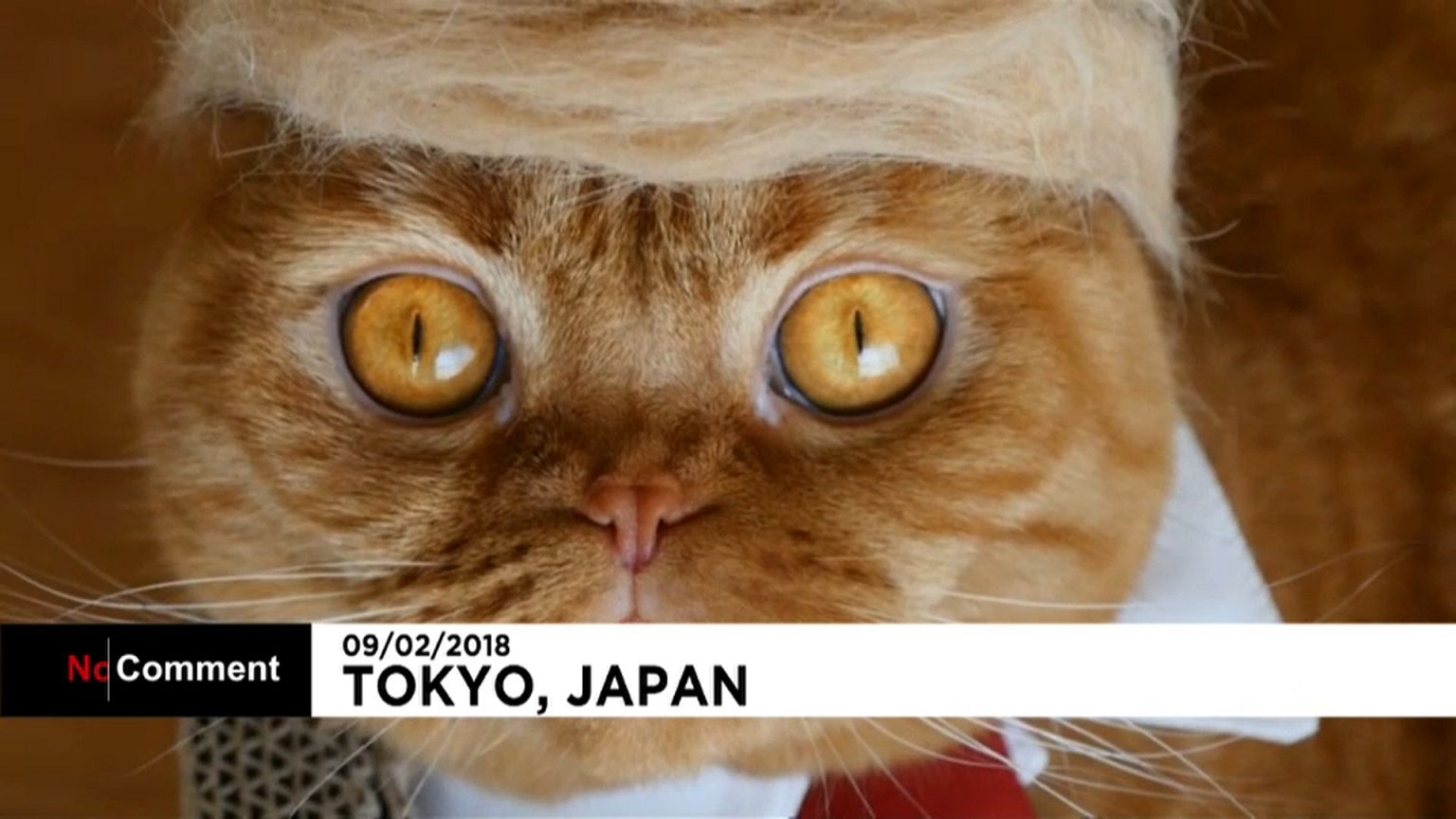 Dökülen tüylerle #trumpyourcat