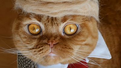 شاهد.. باروكات على شكل تسريحة ترامب من شعر القطط